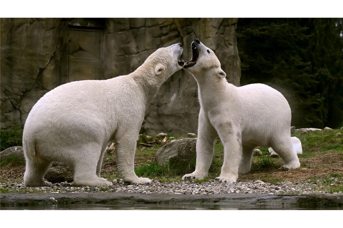 Bilder des Tages Die Eisbären-Zwillinge Kaja und Skadi spielen im Zoo Rostock.
