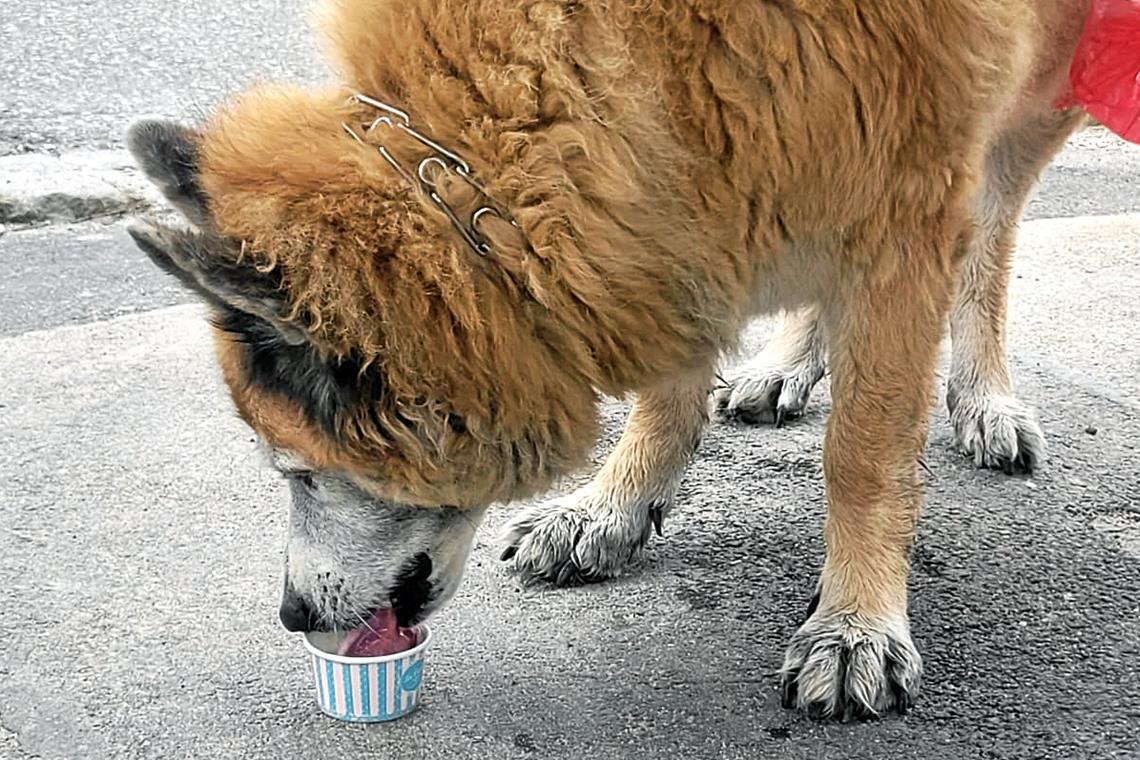 Die Eisdiele in Aspach liegt auf der täglichen Gassiroute von Hündin Lilly. Foto: privat