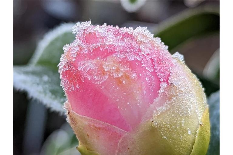Die Eisheiligen 2026 sorgen heute für kalte Nächte und Frost in Deutschland. Erfahren Sie, welche Gebiete betroffen sind und ob dies das Ende der frostigen Temperaturen bedeutet.