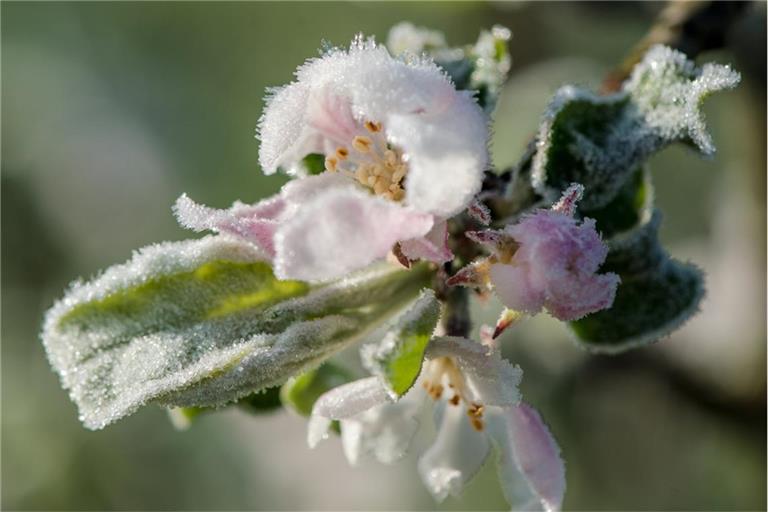 Die Eisheiligen haben dieses Jahr ungewöhnlich früh begonnen. Erfahren Sie, wann die Frostgefahr endet und was es mit der kalten Sophie auf sich hat.