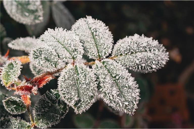 Die Eisheiligen sollen im Mai noch einmal Frost bringen.