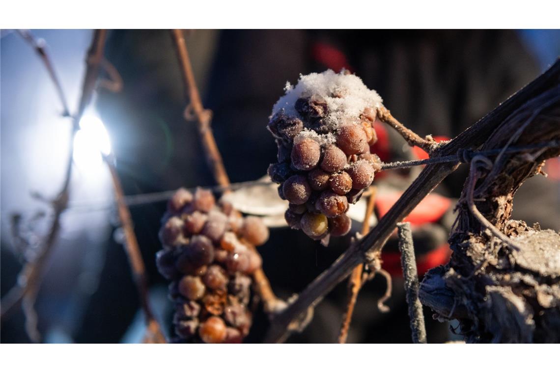Winzer ernten Trauben für Eiswein Die Eiswein-Trauben werden bei frostigen Temperaturen geerntet. (Symbolbild)