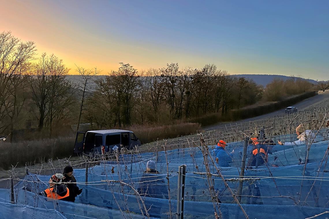 Kein Eiswein aus Aspach Die Eisweinlese im Remstal am Geradstettener Lichtenberg in Remshalden war erfolgreich. Foto: Remstal Tourismus/Weingut Doreas