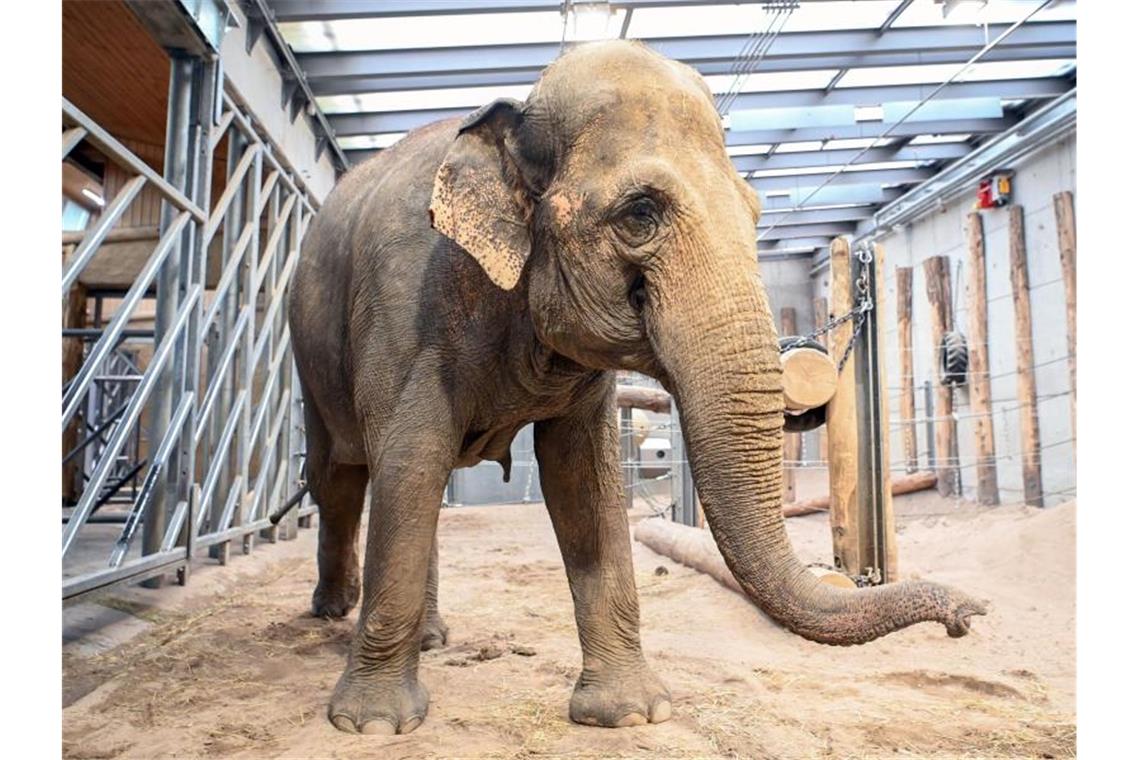 Alte Elefantenkuh Saida aus Leipzig nach Karlsruhe umgezogen Die Elefantenkuh Saida steht in ihrem Gehege im Karlsruher Zoo. Foto: Uli Deck/dpa