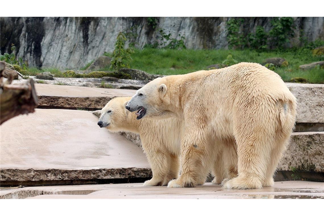 Eisbären-Baby schützen: Zoo Karlsruhe bittet um Verzicht auf Feuerwerk Die Eltern des neugeborenen Eisbärbabys. (Archivbild)