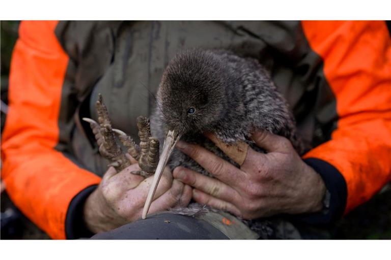 Die Entdeckung des Kiwi wird von Experten als Wunder gefeiert.