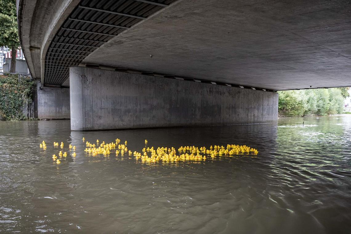 Die Enten schwimmen um die Wette. Alexander Becher