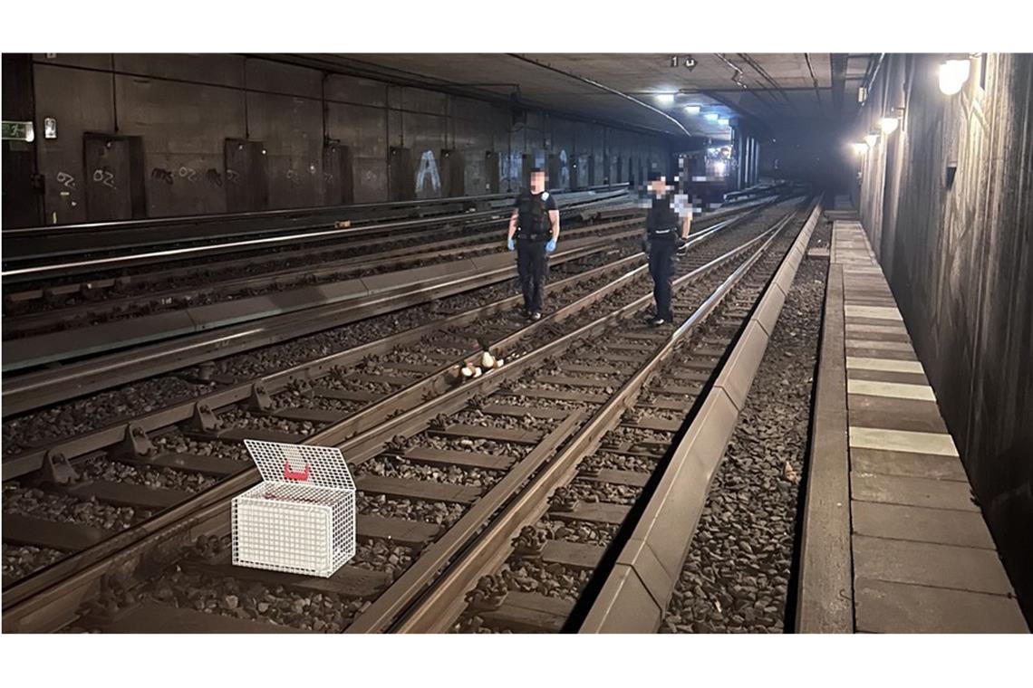 Entenfamilie hält Bundespolizisten auf Trab Die Entenfamilie hatte es sich auf S-Bahngleisen gemütlich gemacht.