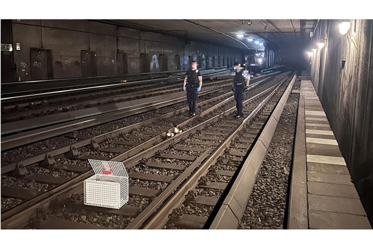 Die Entenfamilie hatte es sich auf S-Bahngleisen gemütlich gemacht.