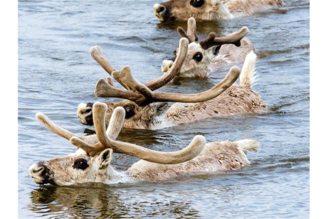 Die Erderwärmung bedroht nach Einschätzung von Umweltschützern zunehmend Rentiere in Russland. Foto: Dmitriy Boldyrev/WWF/dpa