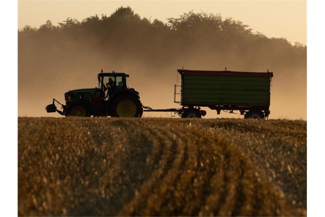Durchschnittliche Ernteaussichten für den Sommer Die Erntesaison wird voraussichtlich mit Verzögerung beginnen. Foto: Sebastian Kahnert/dpa-Zentralbild/dpa
