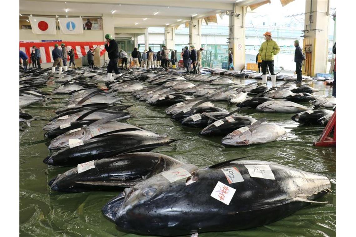 Die erste Thunfisch-Auktion des Jahres auf einem Markt in Nachikatsuura in der Präfektur Wakayama im Westen Japans. Foto: --/kyodo/dpa
