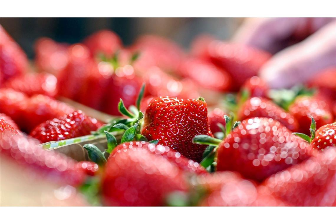 Erdbeersaison im Südwesten beginnt – Was kostet eine 500-Gramm-Schale?