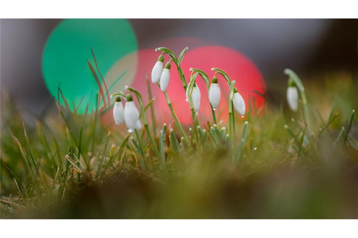 Die ersten Schneeglöckchen wagen sich aus der Erde. (Archivbild)