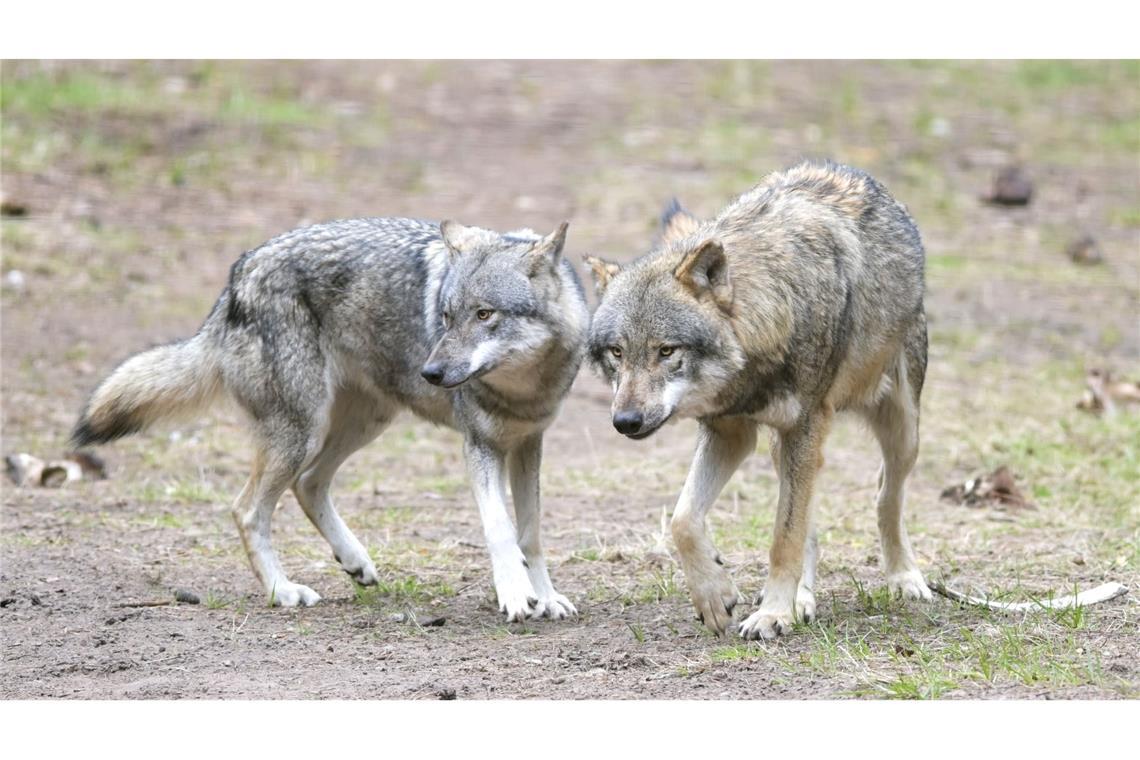 Die EU-Länder haben die Änderung des Schutzstatus des Wolfes angenommen. (Archivbild)