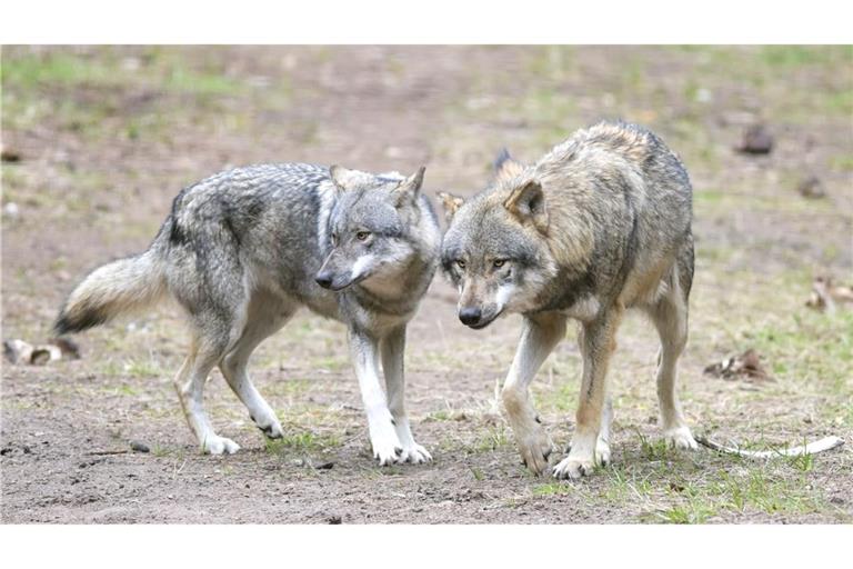 Die EU-Länder haben die Änderung des Schutzstatus des Wolfes angenommen. (Archivbild)