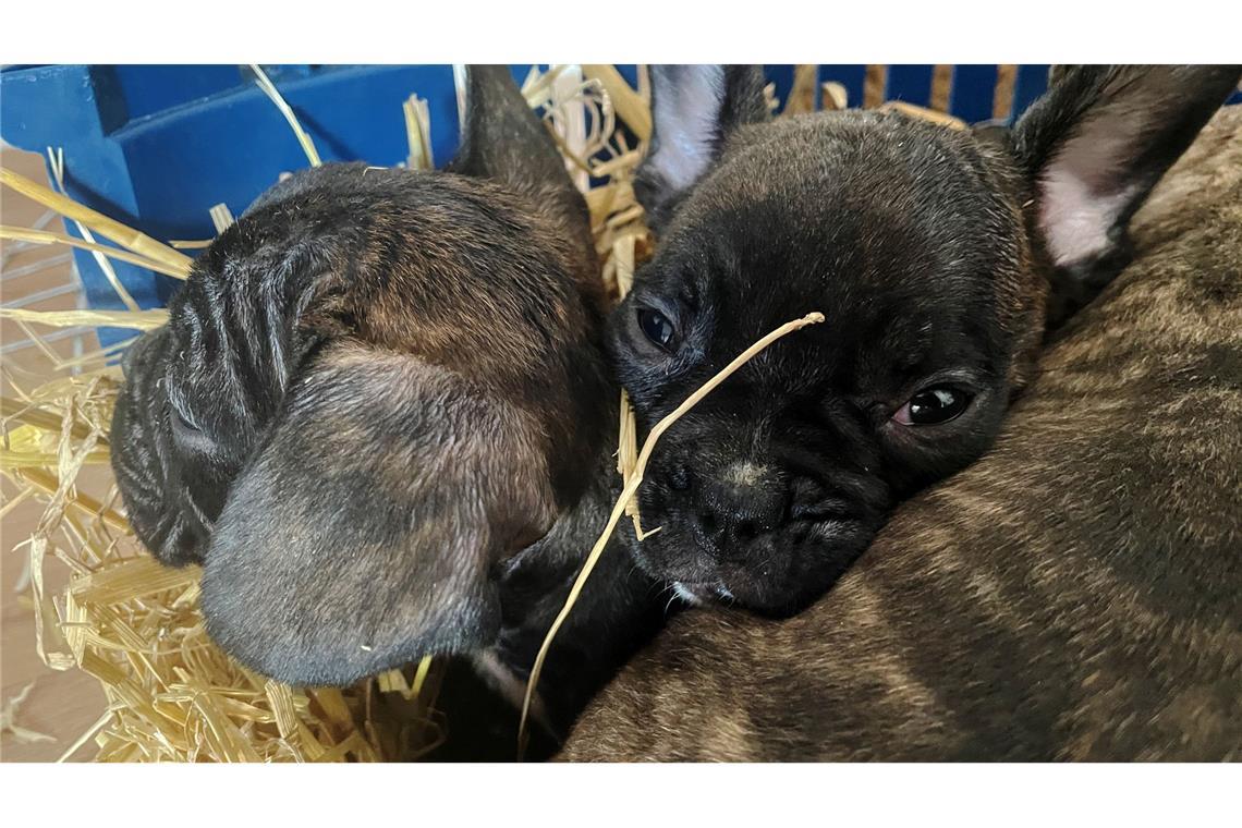 Die EU will strenger gegen illegalen Tierhandel vorgehen. (Symbolbild)