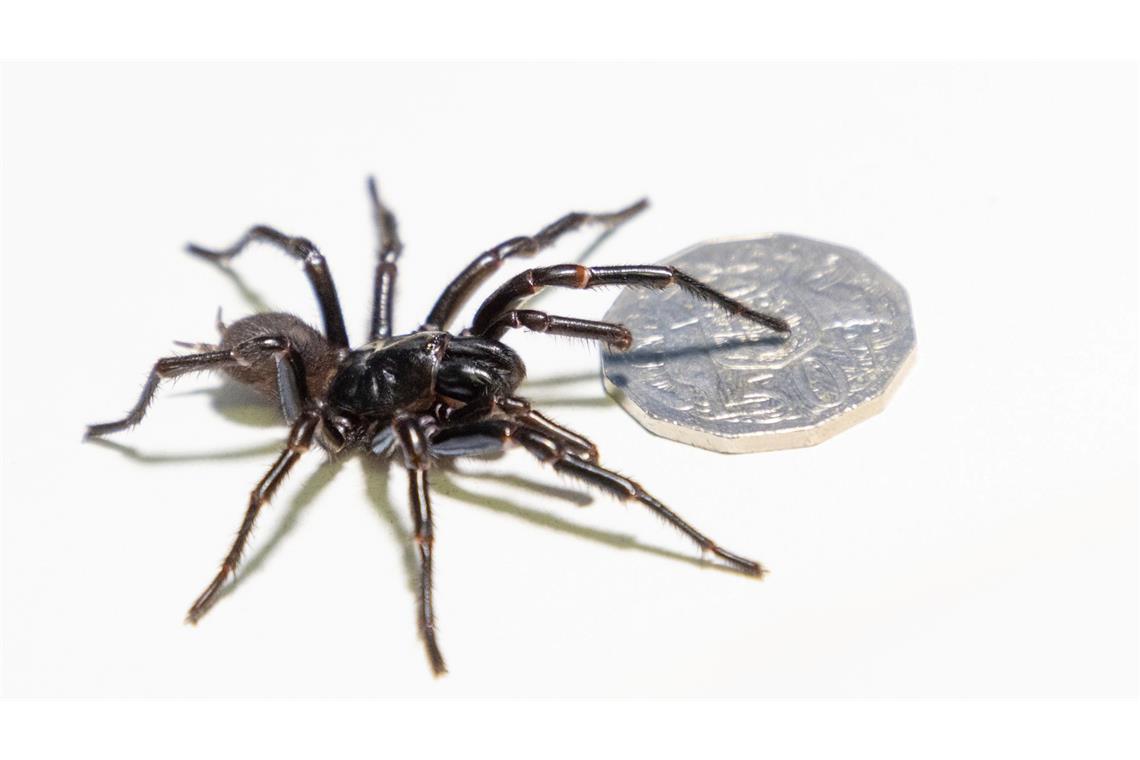 Australien: Giftigste Spinne der Welt besteht aus drei Arten Die Exemplare aus Newcastle sind riesig.