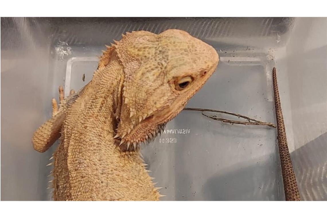 Exotische Echsen in Steinbruch gefunden Die exotischen Tiere wurden an einem Steinbruch bei Feldberg entdeckt.