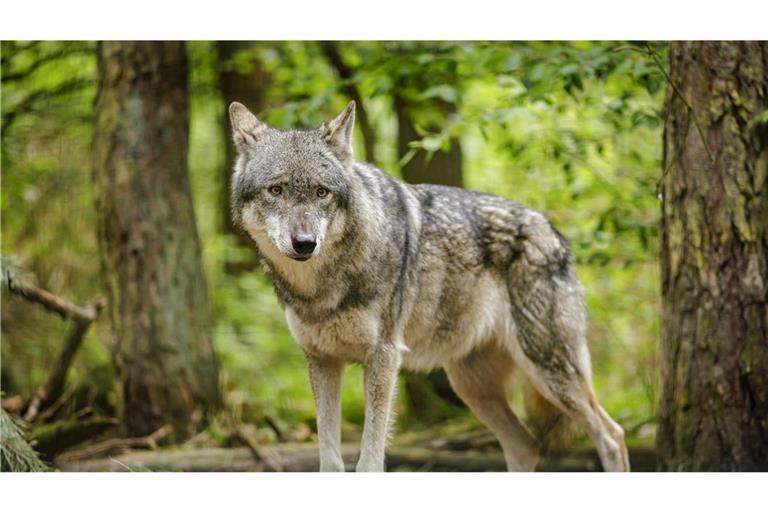 Die Experten prüfen noch, ob Wölfe hinter den Funden stecken können. (Symbolfoto)