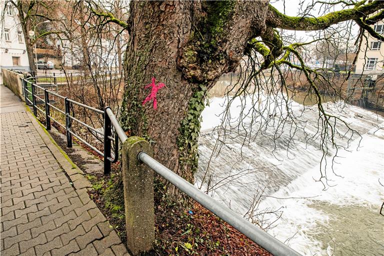 Die Farbe signalisiert es eigentlich eindeutig: Die Tage dieses Baums sind gezählt. Doch speziell im Fall dieses Prachtexemplars prüft die Stadtverwaltung, ob es nicht Alternativen zur Fällung gibt. Eine endgültige Entscheidung steht also noch aus. Foto: A. Becher