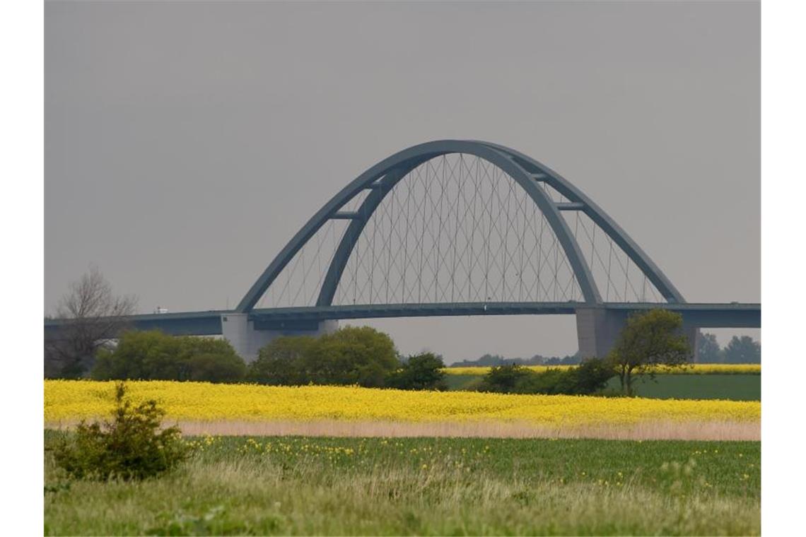 Die Fehmarnsundbrücke hinter blühenden Feldern. In dem Bereich soll die Hinterlandanbindung für die geplante Fehmarnbeltquerung entlang führen. Foto: Carsten Rehder/dpa