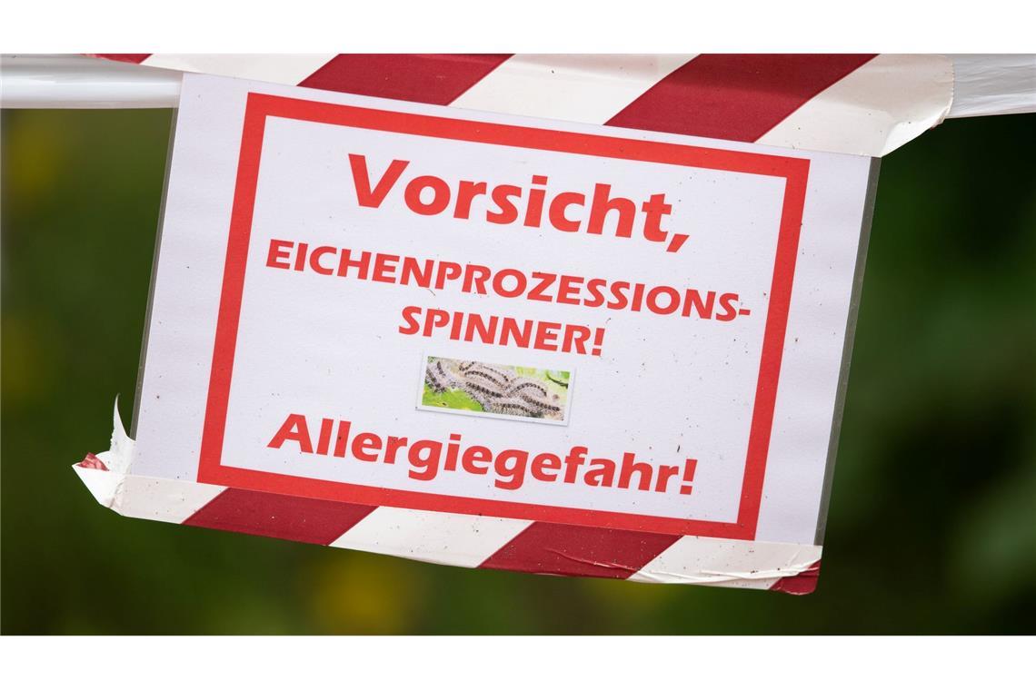 Die feinen und giftigen Haare der Raupe können beim Menschen starke Reaktionen auslösen. (Archivbild)