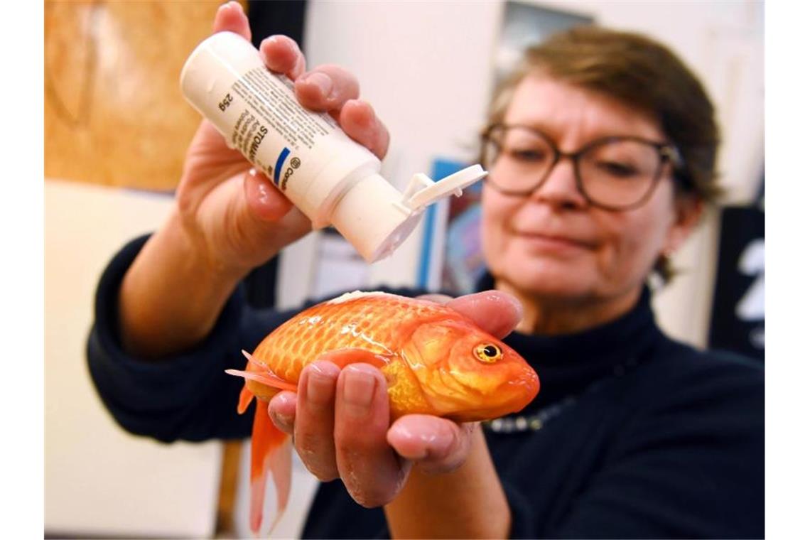 Die Fischtierärztin Sandra Lechleiter trägt in ihrer Praxis bei einem betäubten Goldfisch einen Wundverschluss in Form eines Pulvers auf, der im Wasser haften bleibt. Foto: Uli Deck/dpa/Archivbild