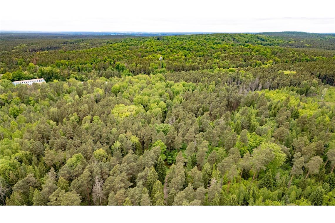 Junge Frau tot im Wald gefunden - 16-Jähriger unter Verdacht Die Frauenleiche war in einem Waldstück in Ostsachsen gefunden worden.
