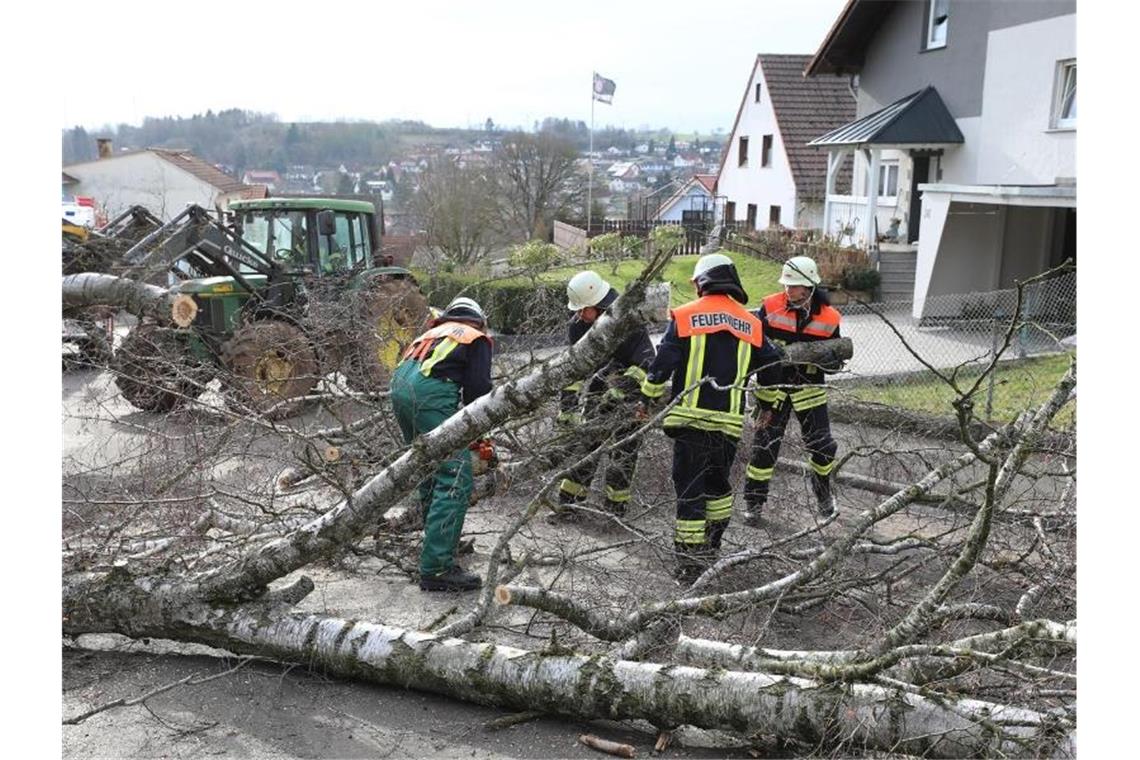 Die Freiwilligen Feuerwehr räumt eine rund zehn Meter große Birke in Pfingstweide. Foto: Philipp Weitzel/dpa