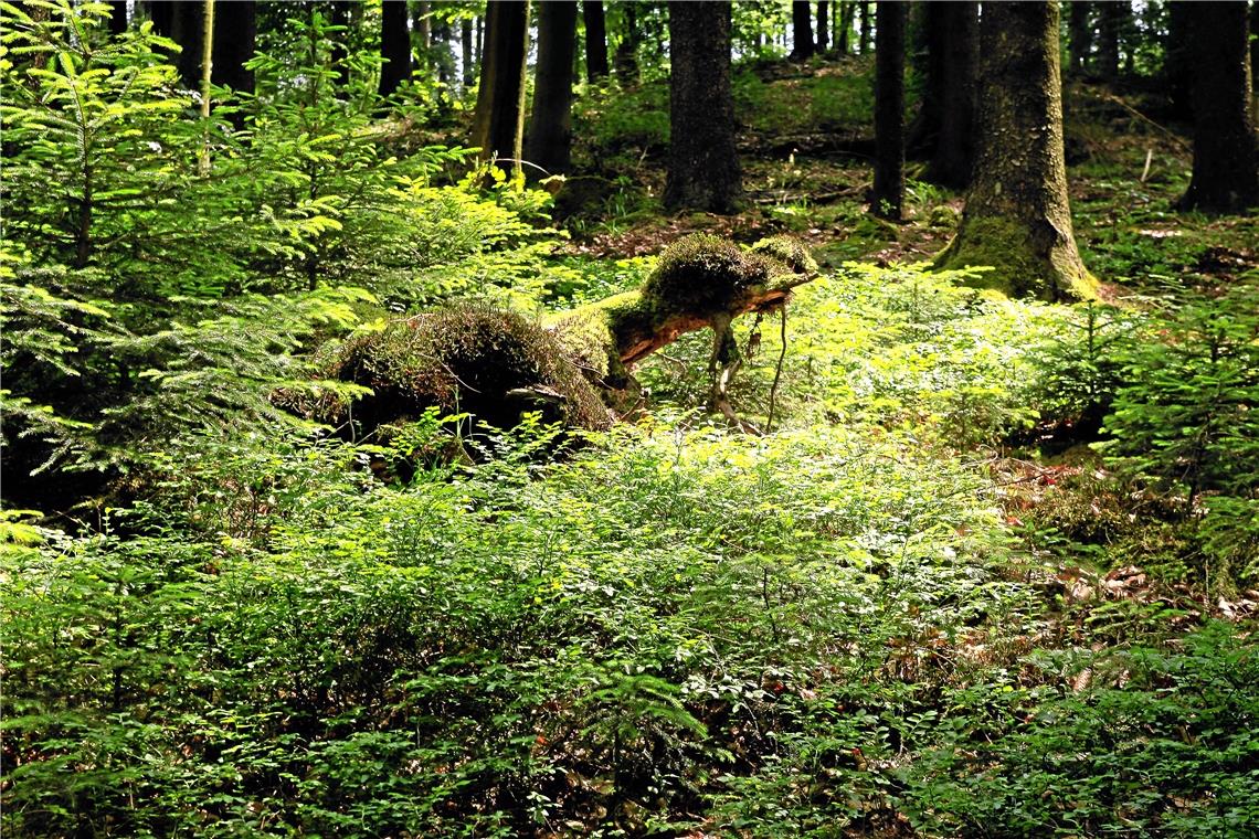Die Fremdenverkehrsgesellschaft Schwäbischer Wald sucht nach der Schwäbischen Waldfee 2020. Archivfoto: A. Becher
