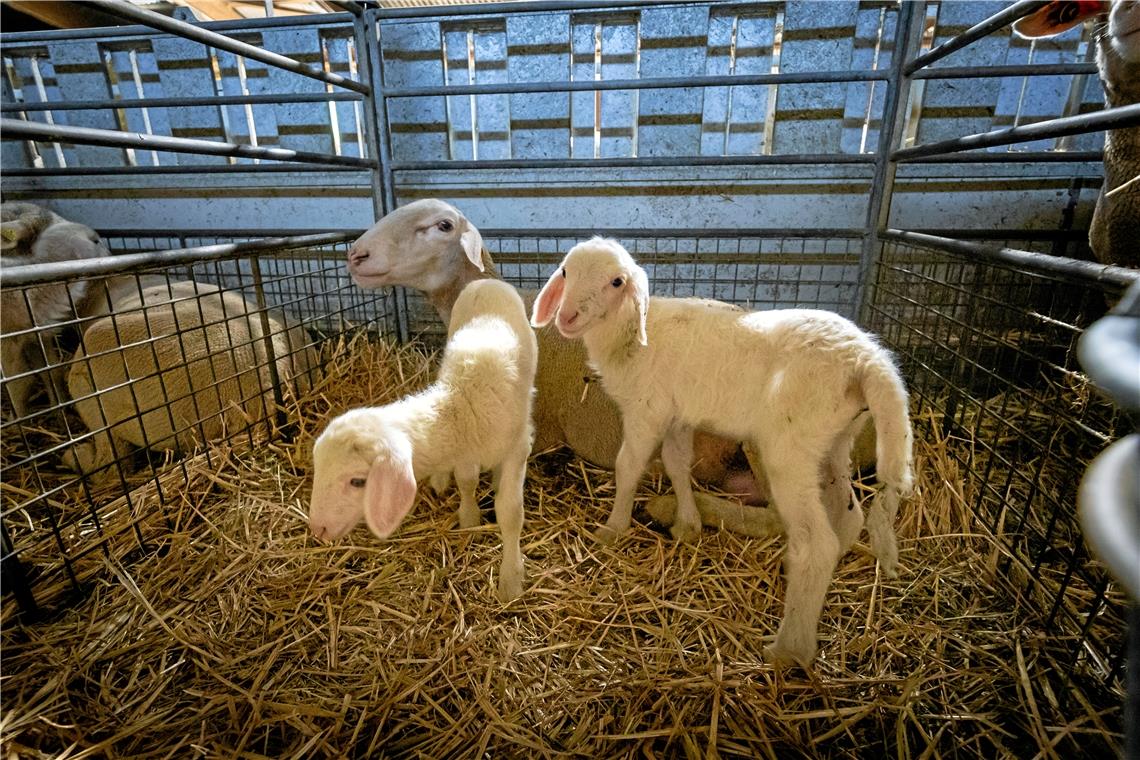 Die frisch geborenen Lämmchen bleiben die ersten Tage im Stall. Fotos/Repros: Alexander Becher