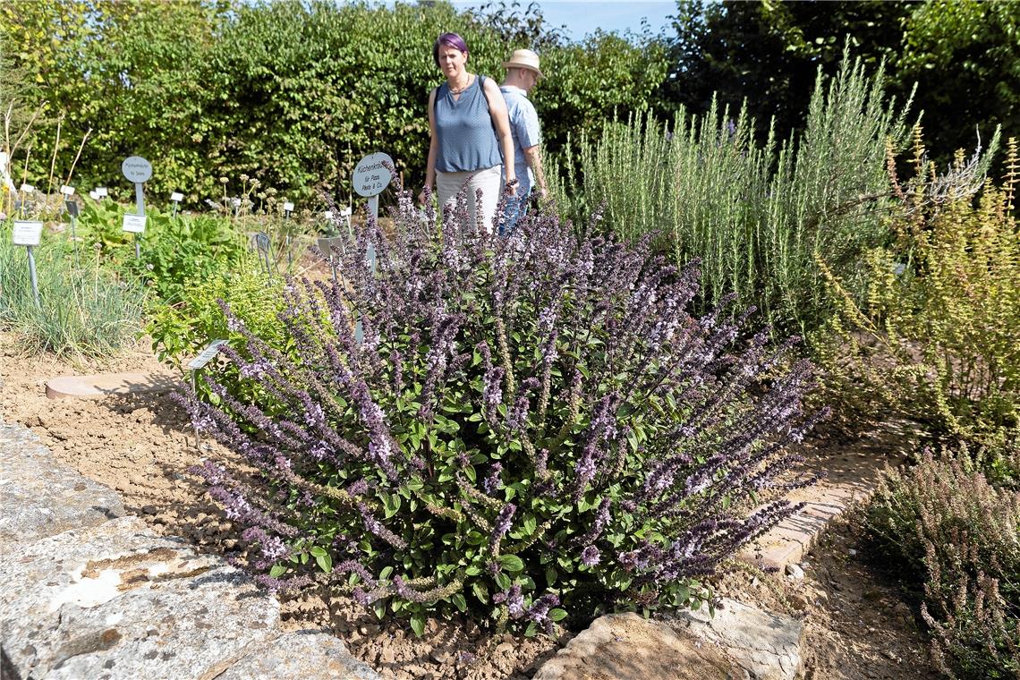 Die   Führungen durch den Kräutergarten, der auf den Kaisersbacher Kräuterterras...