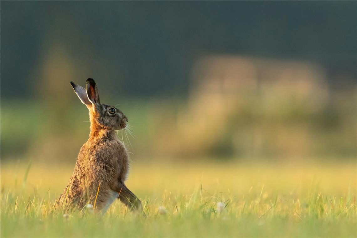 Hasenpest in Kirchberg festgestellt Die für Nagetiere gefährliche Bakterieninfektion wurde bei einem Feldhasen festgestellt. Symbolfoto: Vincent van Zalinge auf Unsplash