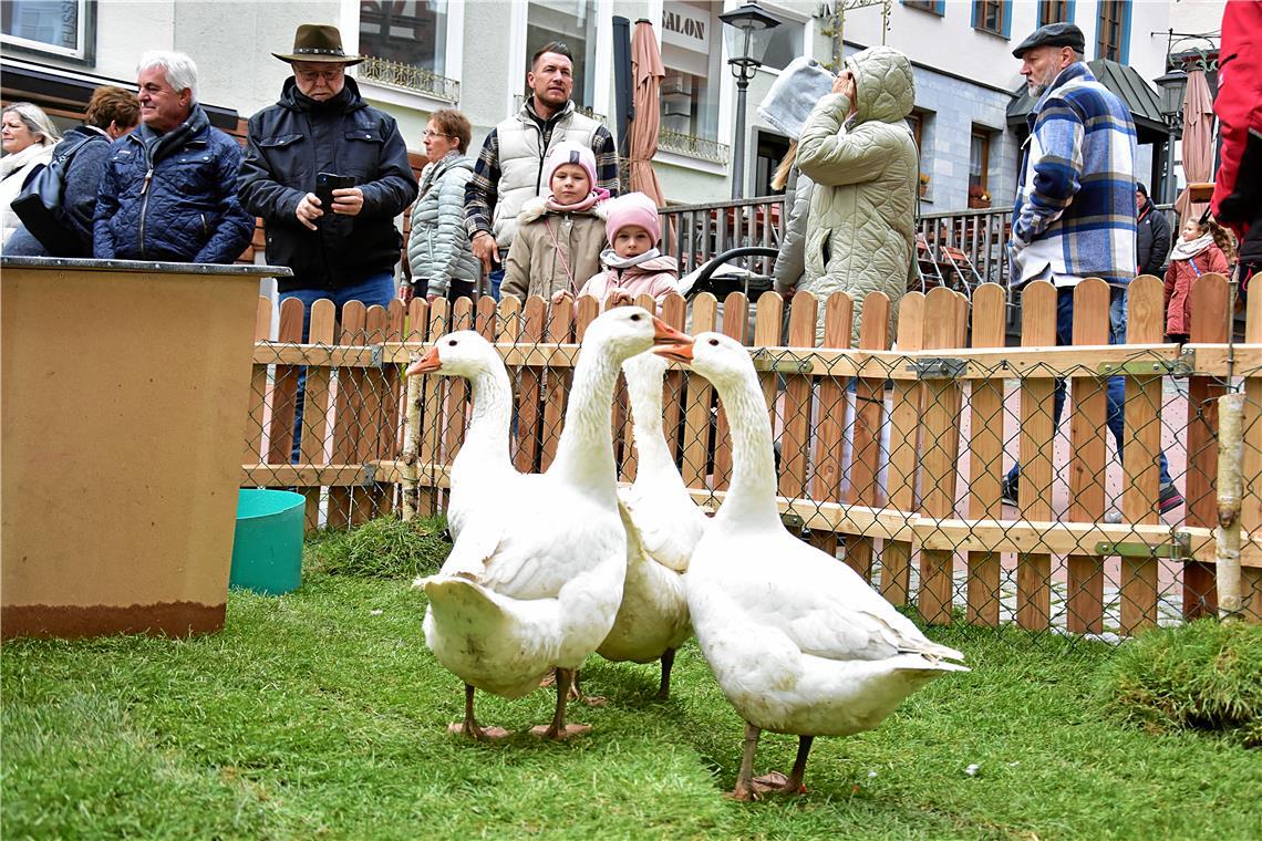 Die Gänse am Gänsebrunnen vor dem Rathaus. Backnanger Gänsemarkt 2025. SK