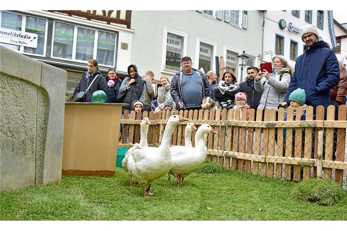 Die Gänse am Gänsebrunnen vor dem Rathaus. Backnanger Gänsemarkt 2025.