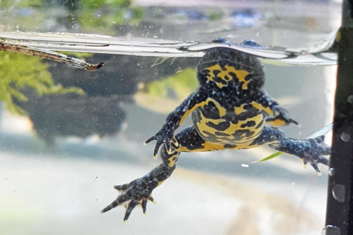Mehr Lebensraum für die Gelbbauchunke im Rems-Murr-Kreis Die gelben Flecken am Bauch der Unke sind namensgebend. Fotos: privat