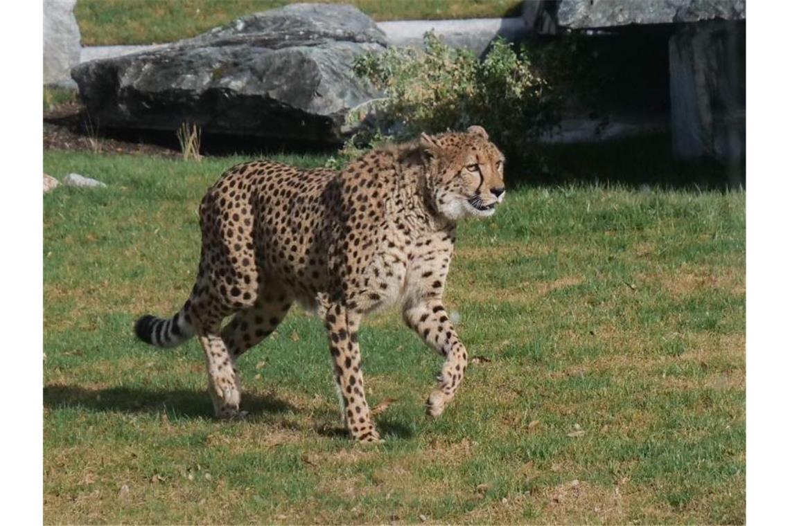 Auch die Wilhelma in Stuttgart empfängt die ersten Besucher Die Gepardin Niara steht in ihrem Gehege des Zoo Wilhelma. Foto: Harald Knitter/Wilhelma Stuttgart/dpa/Handout