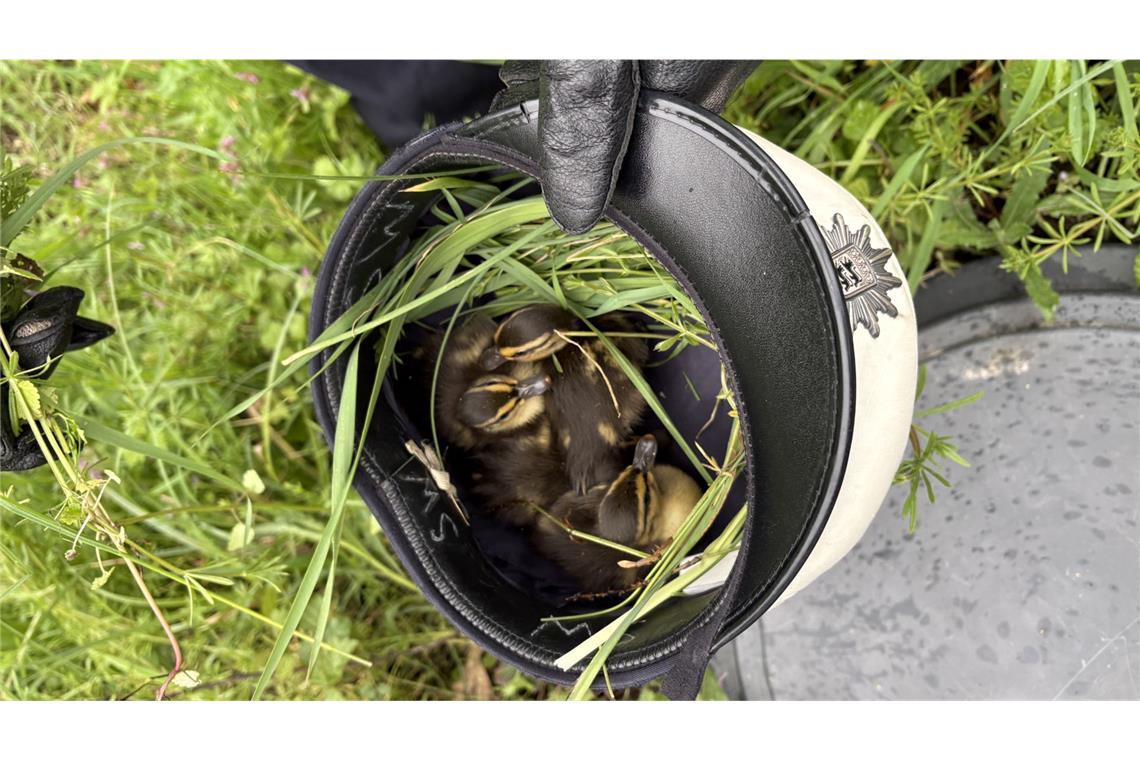 Die geretteten Küken fühlten sich in der mit Gras ausgelegten Dienstmütze sichtlich wohl.