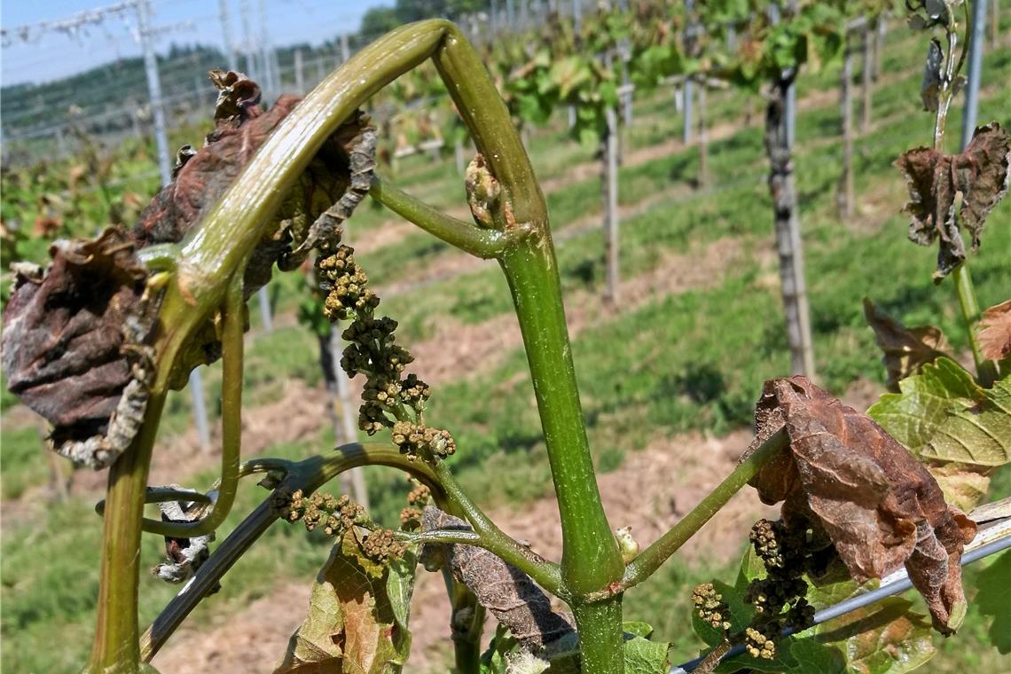In den unteren Lagen 100 Prozent Ausfall Die Gescheine und ein Großteil der Blätter sind braun geworden, inzwischen vertrocknet und werden demnächst abfallen. Die Ernte 2020 ist damit gegessen. Foto: H. Hessel