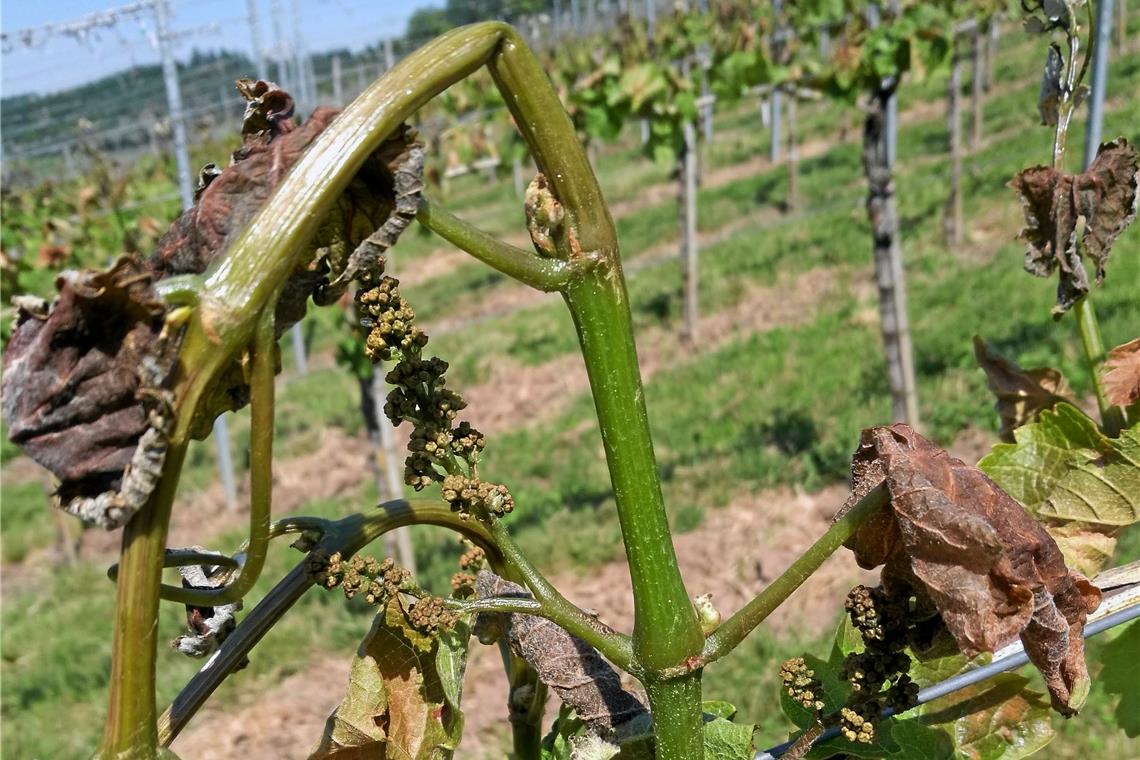 Die Gescheine und ein Großteil der Blätter sind braun geworden, inzwischen vertrocknet und werden demnächst abfallen. Die Ernte 2020 ist damit gegessen. Foto: H. Hessel