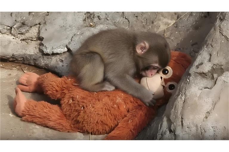 Die Geschichte des kleinen Makaken Punch berührt weltweit: Ein Affenbaby, das von seiner Mutter verstoßen wurde und nun mit einem Plüsch-Orang-Utan Trost sucht. Doch warum verstoßen Makakemmütter ihre Kinder?