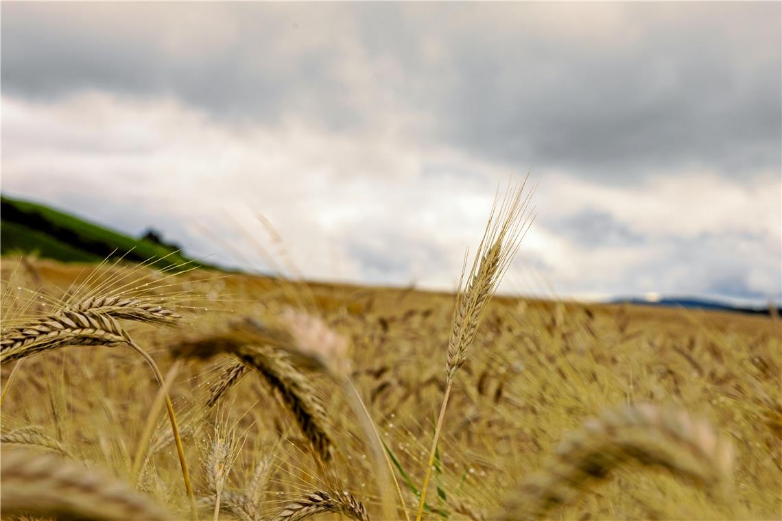 Reichlich Regen, wenig Sonne Die Getreidefelder in der Region – wie hier in Allmersbach am Weinberg – sind im vergangenen Monat oft nass geworden, der Himmel zeigte sich meistens grau. Foto: A. Becher
