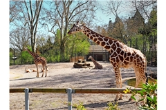 Die Giraffenkühe Lindani, Sala und Nyiri sollen nach dem Tod von Tilodi in der Wilhelma nicht unter sich bleiben.