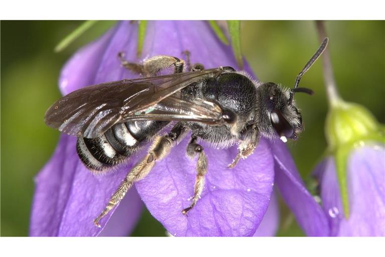 Die Glockenblumen-Schmalbiene ist deutlich kleiner als eine Honigbiene.