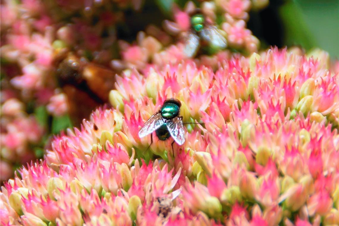 Zum Wohle von Biene, Käfer und Co.