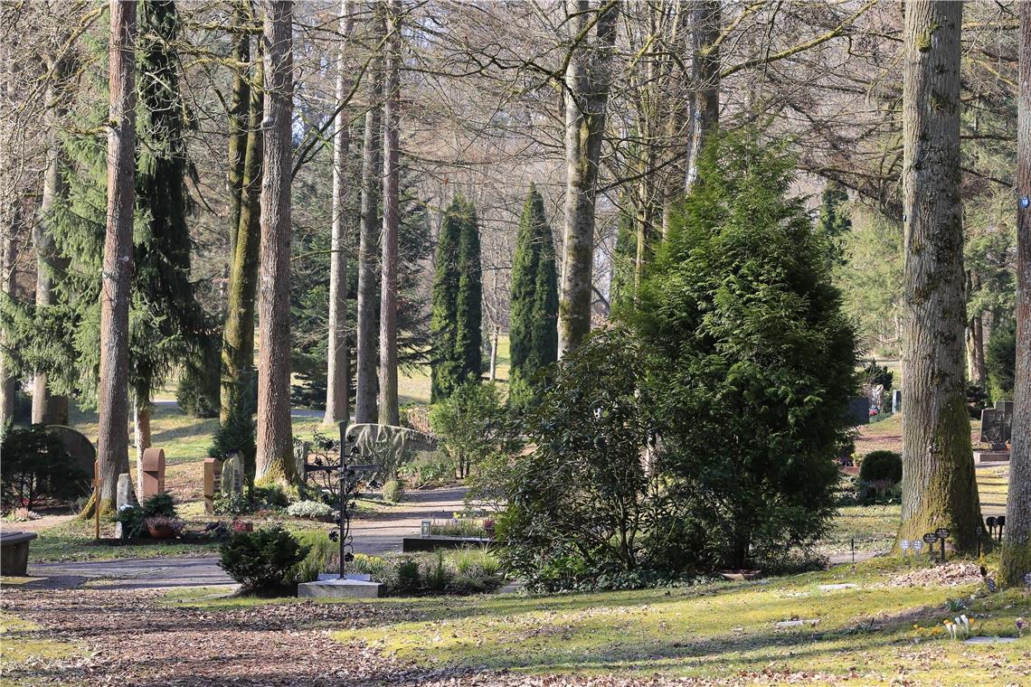 Die Grabfelder wurden um die riesigen Bäume angeordnet und verleihen dem Waldfriedhof eine ganz besondere Note. Foto: A. Becher