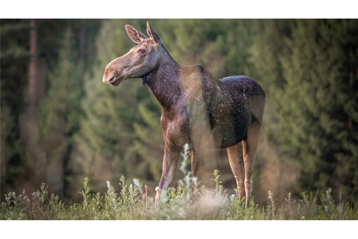 "Die große Elchwanderung" wird millionenfach gestreamt.