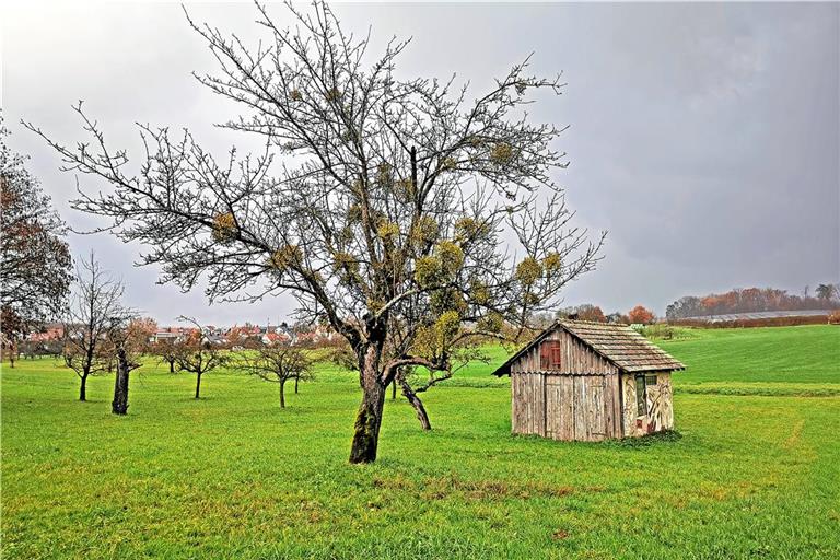 Die grünen Gewächse machen sich besonders im Winter bemerkbar, wenn der Baum ansonsten kahl ist. Archivfoto: Tobias Sellmaier