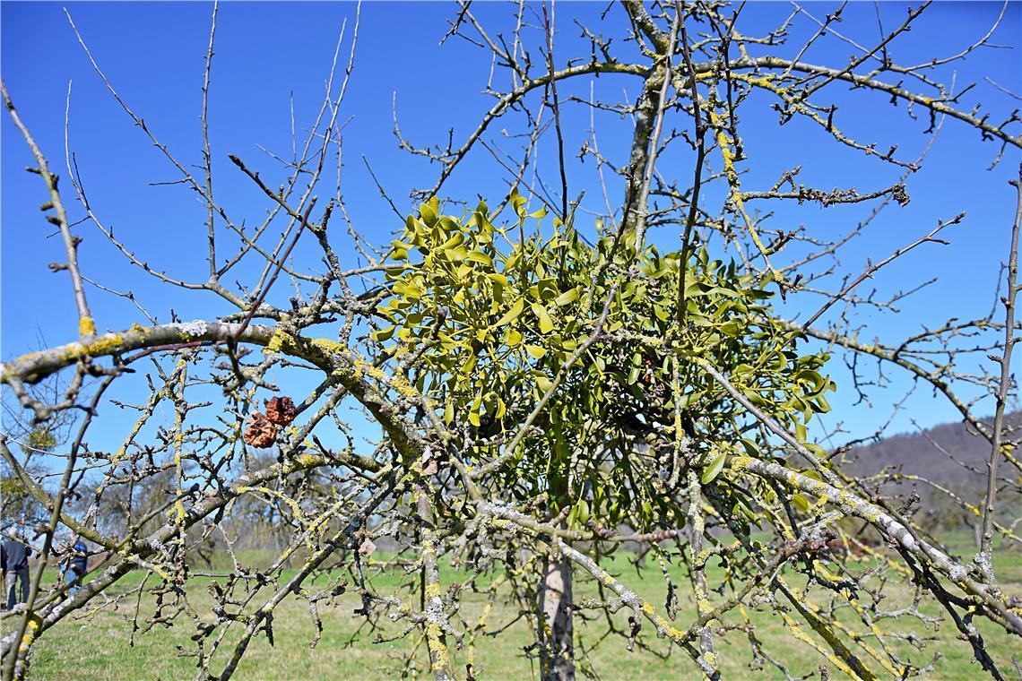 Mistelbekämpfung in Aspach Die grünen Gewächse machen sich besonders im Winter bemerkbar, wenn der Baum ansonsten kahl ist.